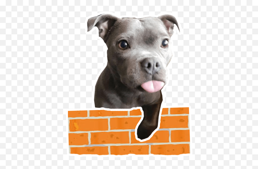 Pack Of Stickers For Whatsapp Depitbulls Baby Cute Pit Bull Emoji,Emoji Sacando La Lengua