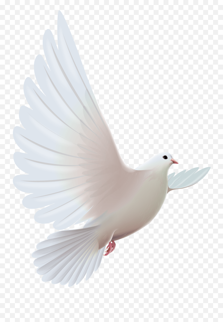 Funeral Transparent Dove Clipart Transparent White Dove Emoji,Funeral