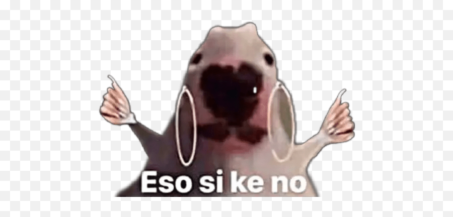 Pues No Mi Ciela Con Frases Stickers For Whatsapp Dog With Earrings