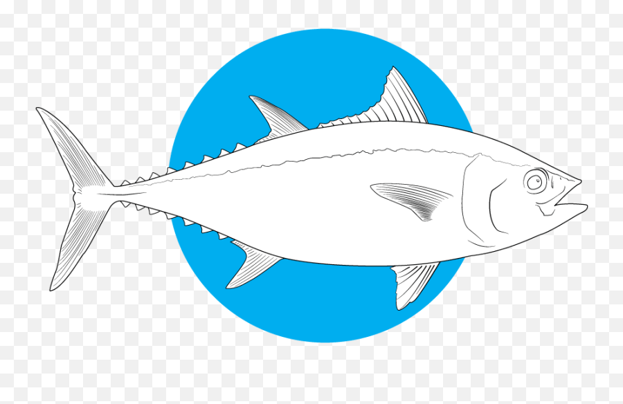 Download Bluefin Tuna Bluefin Tuna Tuna Outline Emoji,Tuna Emoji