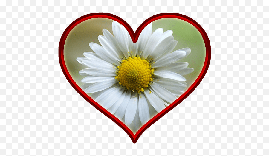 About Frases De Amor Con Margaritas Google Play Version Flores