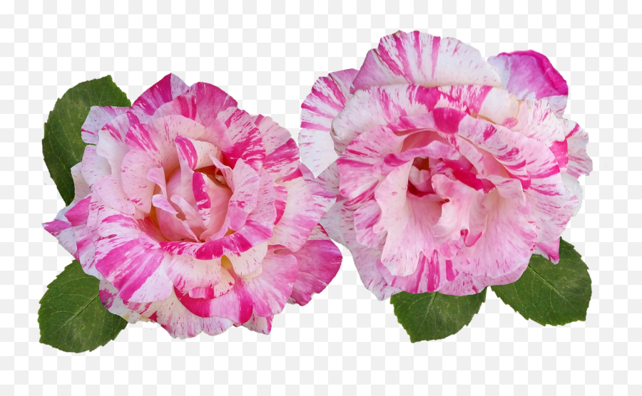 Rose Striped Cut Out Free Pictures Carnation Emoji,Rose Gold Emoji