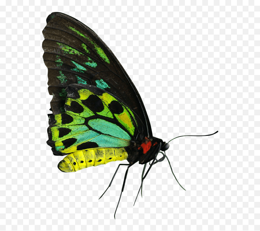 Ulat Gambar Green Yellow Butterfly Emoji,Moth Emoji free