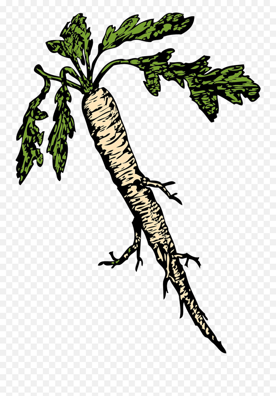 Horseradish Root Vegetable Food Edible Horseradish Clipart Emoji,Bean