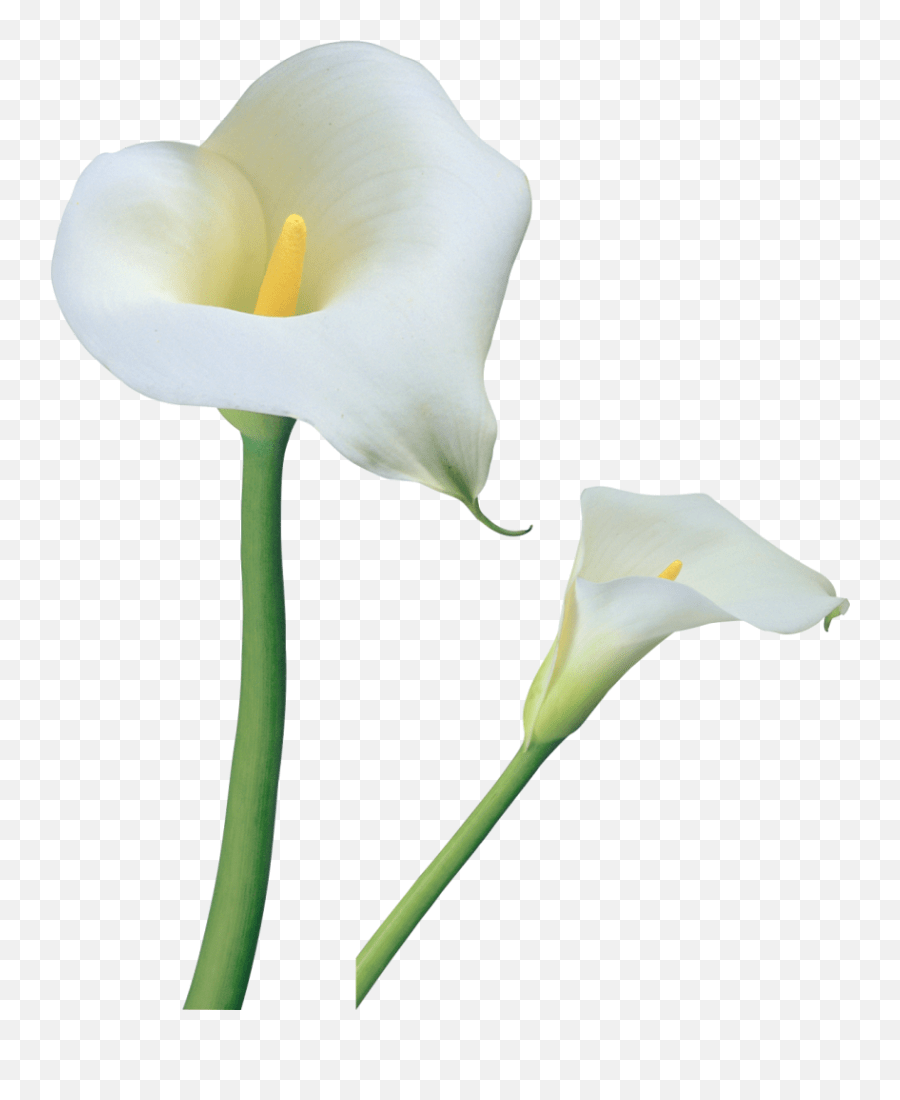 Clipart Borders Easter Lily Calla Lily Flower Png Transparent Calla