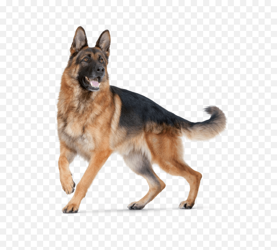 Cool D Hd Dogs German Shepherd Dog Hd Emoji,Scottie Dog Emoji free transparent emoji