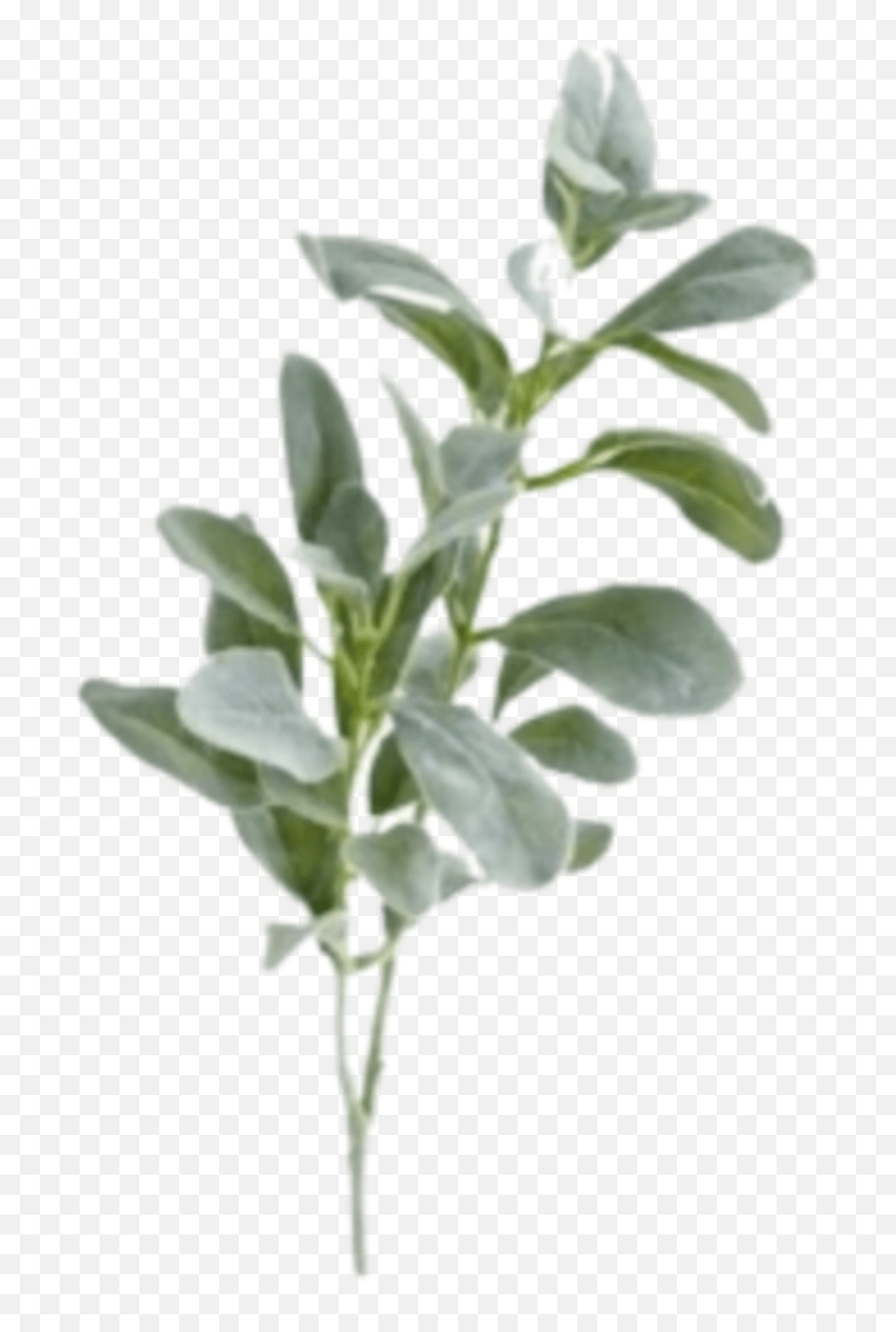 Plants Aesthetic Sticker By Ingrid Plants Aesthetic Sticker Emoji