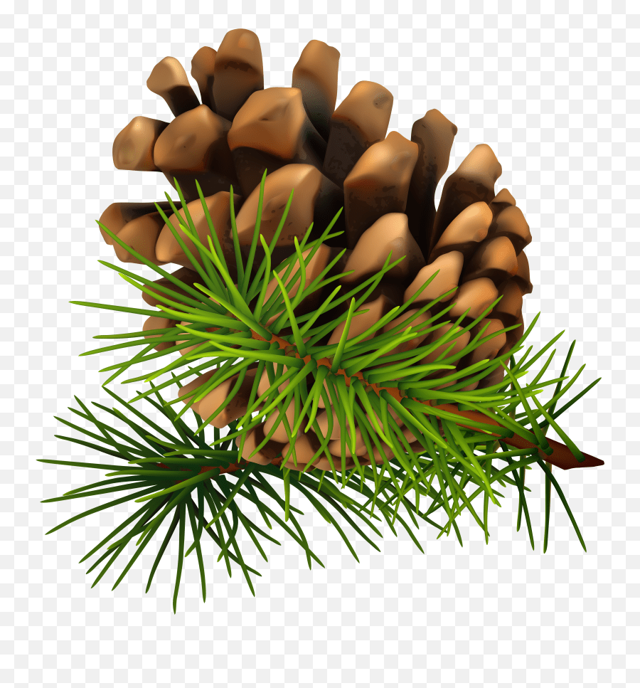 63 Pine Tree Branch C Pinecone Clip Art Clipartlook Pine Cone Png