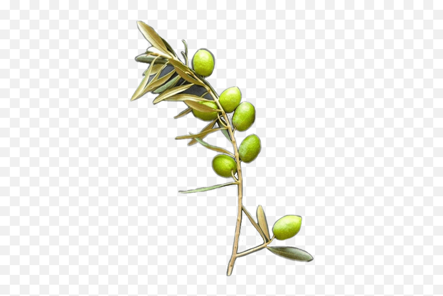 Olive Sticker By Odajean Gambel Oak Emoji,Olive Branch Emoji free
