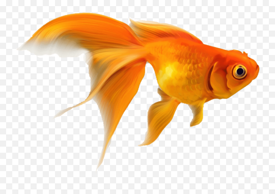 Goldfish Fish Fishes Sticker Emoji,Goldfish Emoji free transparent