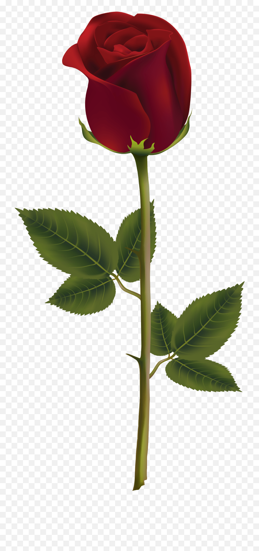 Clip Art Portable Network Graphics Image Rose Transparency