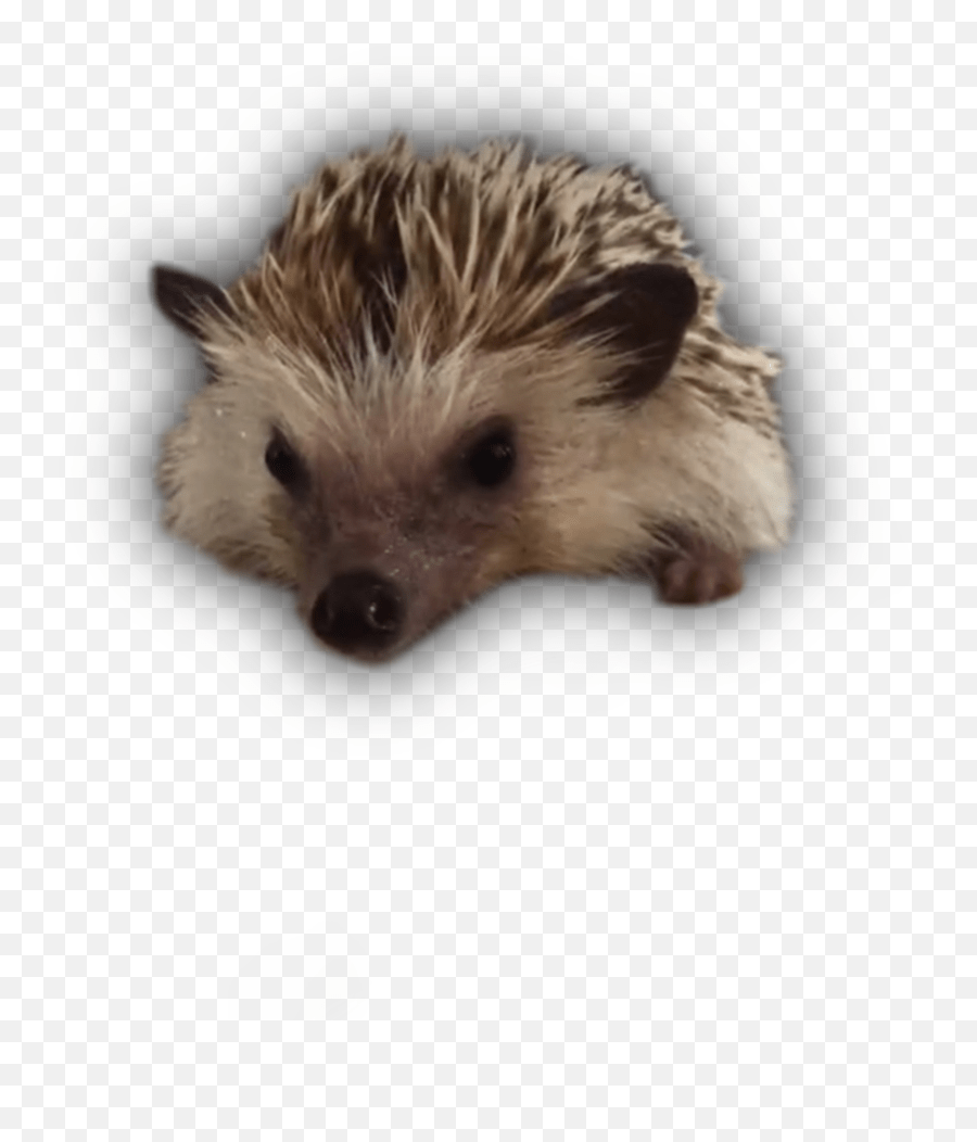 Hedgehogs Chicken Pets Sticker Domesticated Hedgehog Emoji,Hedgehog