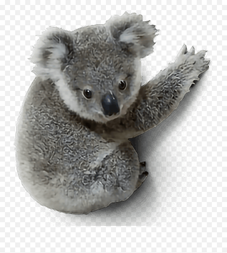 Of Free Baby Koala With Big Eyes Emoji,Koala Emojis free
