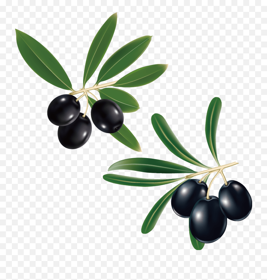 Grape Clipart Olive Grape Olive Transparent Free For Clipart Olive