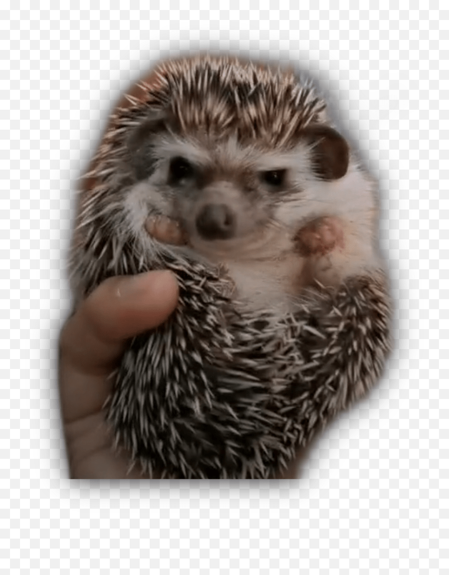 Hedgehogs Chicken Pets Sticker Domesticated Hedgehog Emoji,Hedgehog