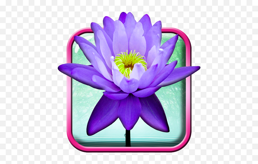 Lotus Flower Live Wallpaper On Google Play Reviews Stats Blue Water