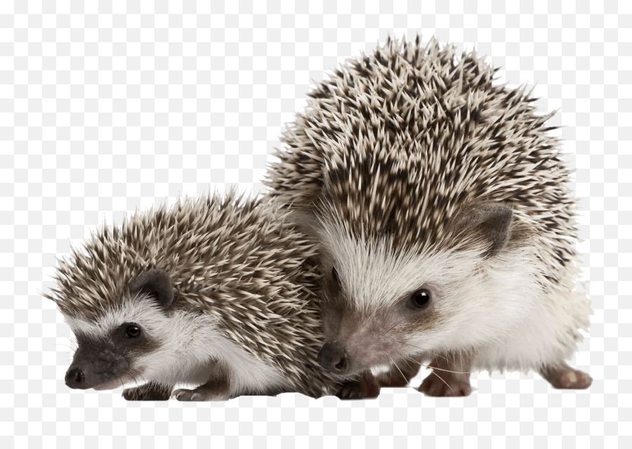 Happy Hedgehog Hedgehog Pet Transparent Emoji,Hedgehog Emoji free