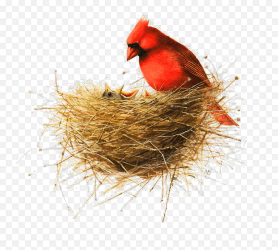 Ftestickers Watercolor Bird Nest Cardinal Nest Art Emoji,Bird Nest