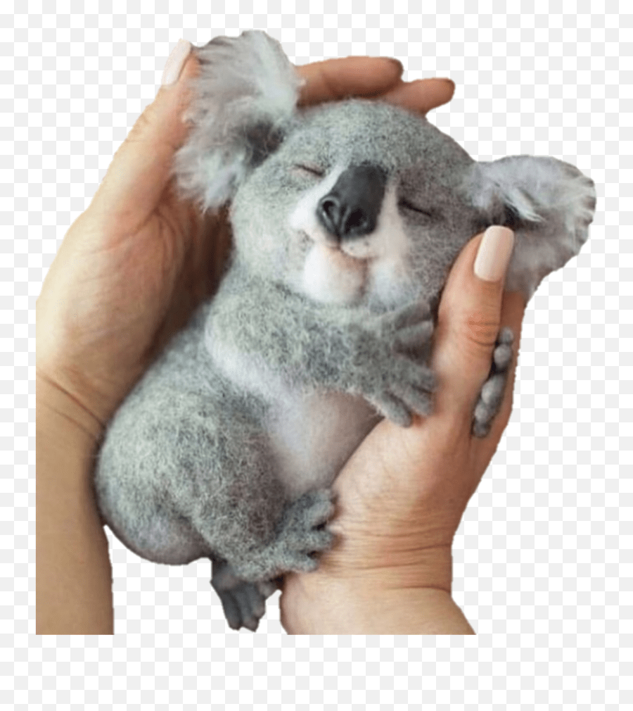 Largest Collection Of Free Cute Baby Koala Emoji,Koala Emojis free