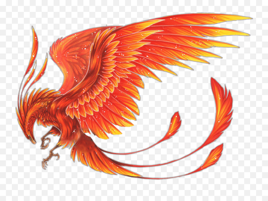 Bird Phoenix Pheonix Fire Firebird Mythical Creature Phoenix Drawings