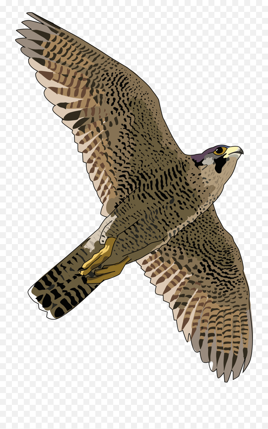 Picture Falcon Png Emoji,Hawks Emoji free transparent emoji