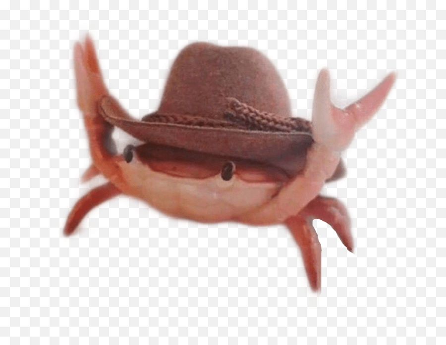 Crab California Summer Meme Memes Dank Crabs Yeehaw Cow Crab With