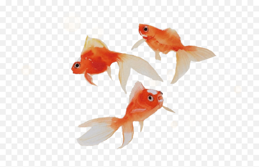 Orange Fish Goldfish Sea Seacreatures Goldfish Emoji,Goldfish Emoji