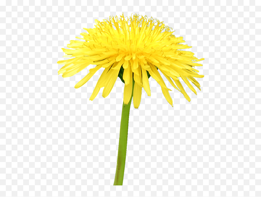 Yellow Flower Dandelion Psd Official Psds Transparent Yellow