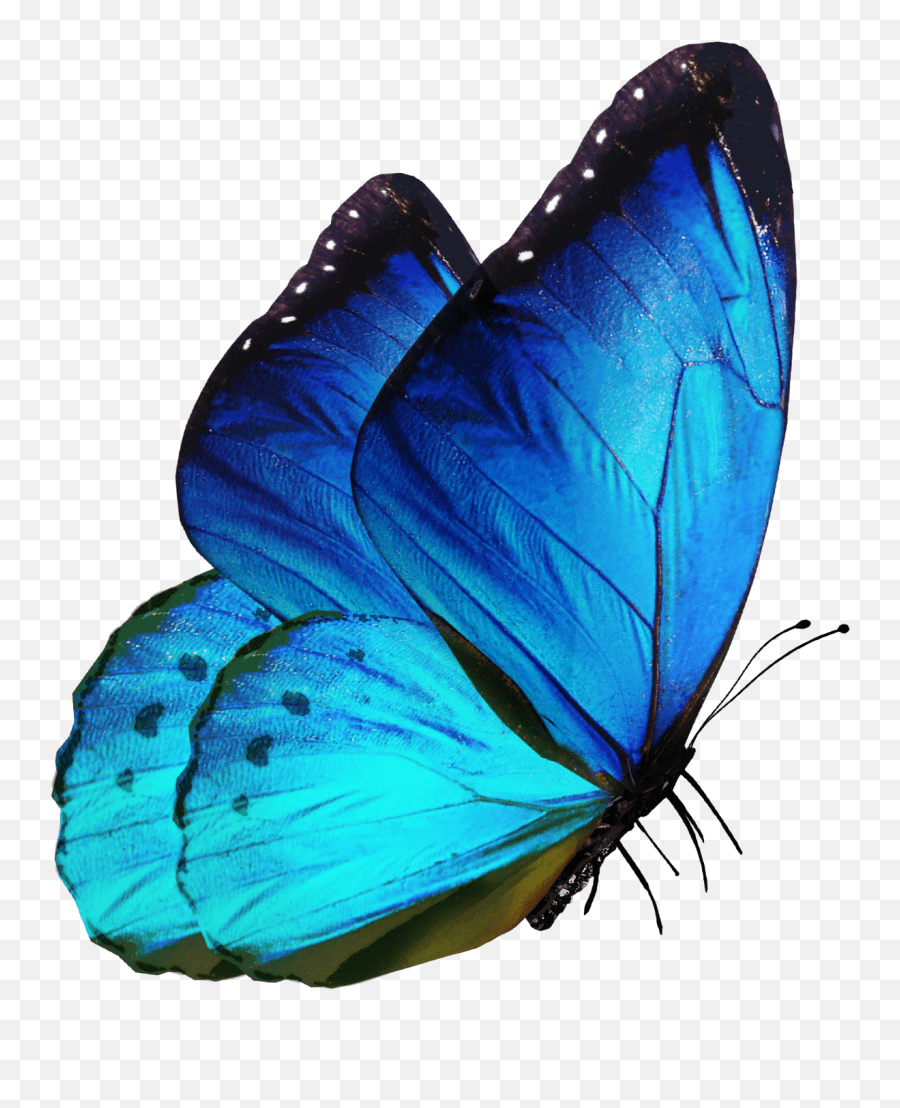 Sticker Made With Glowing Butterfly Png For Picsart Emoji,Butterfly