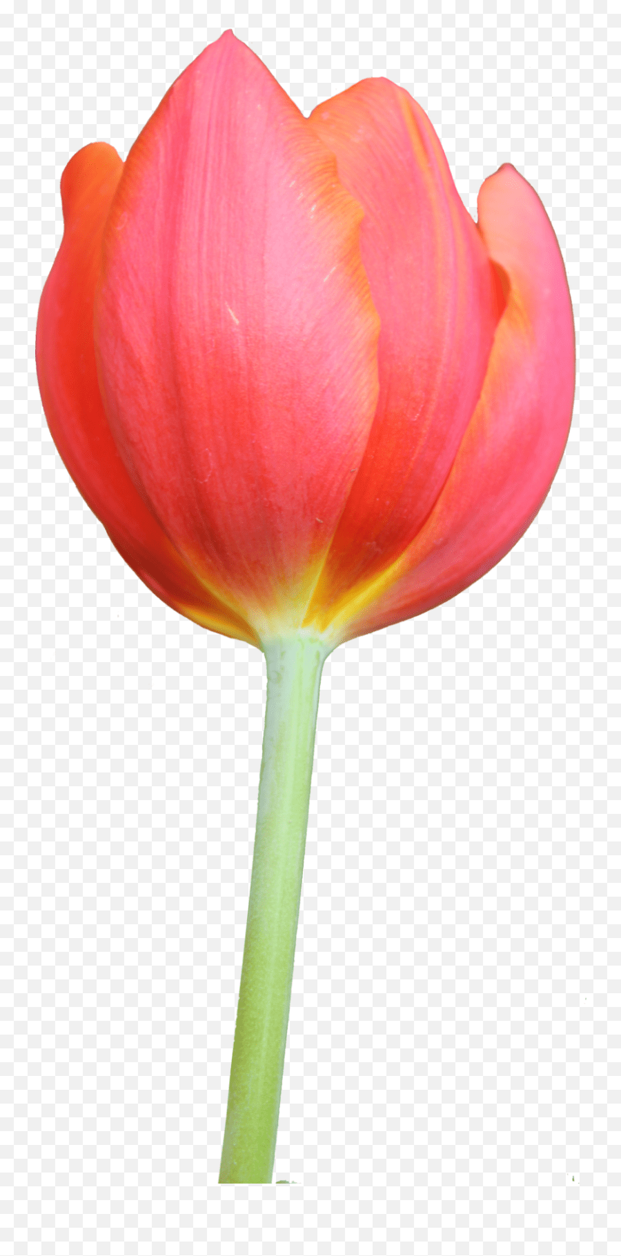 Tulip Clipart 2 Tulip Png Emoji,Tulips Emoji free transparent emoji