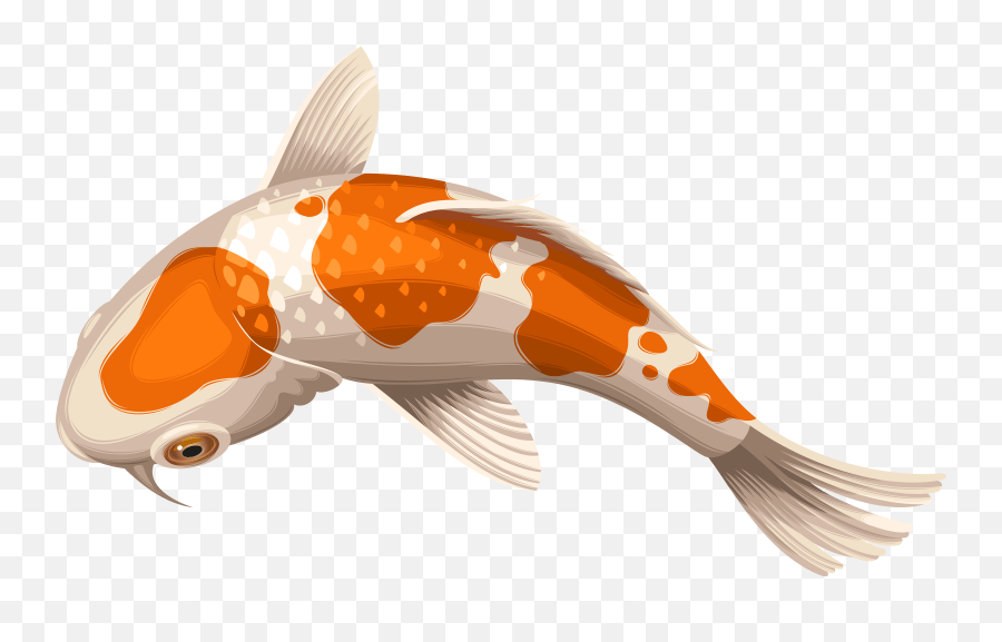 Download Carp Drawing Coy Fish Koi Fish Transparent Background Emoji