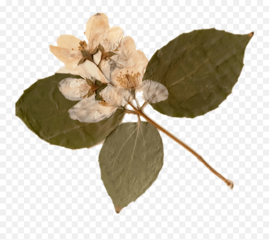 Pin By Joe Prendergast On S Paper Aesthetic Pressed Flowers Png Emoji