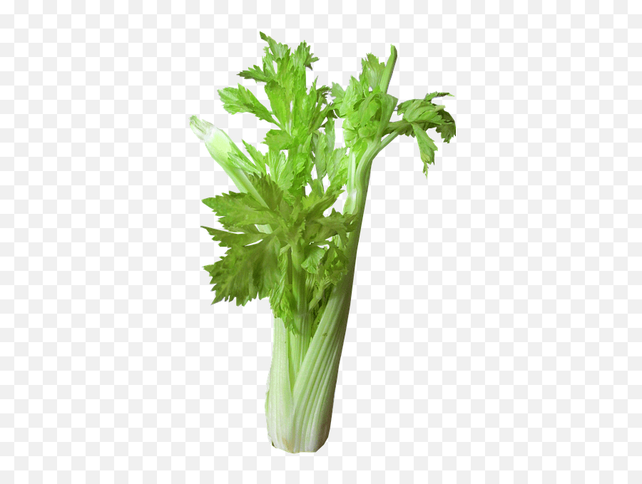 Free Celery Vegetables Images Bloody Mary Celery Png Emoji,Bloody