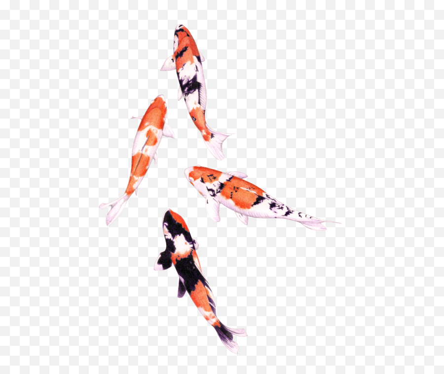 Koi Fish Koifish Transparent Koi Fish Png Emoji,Koi Fish Emoji free
