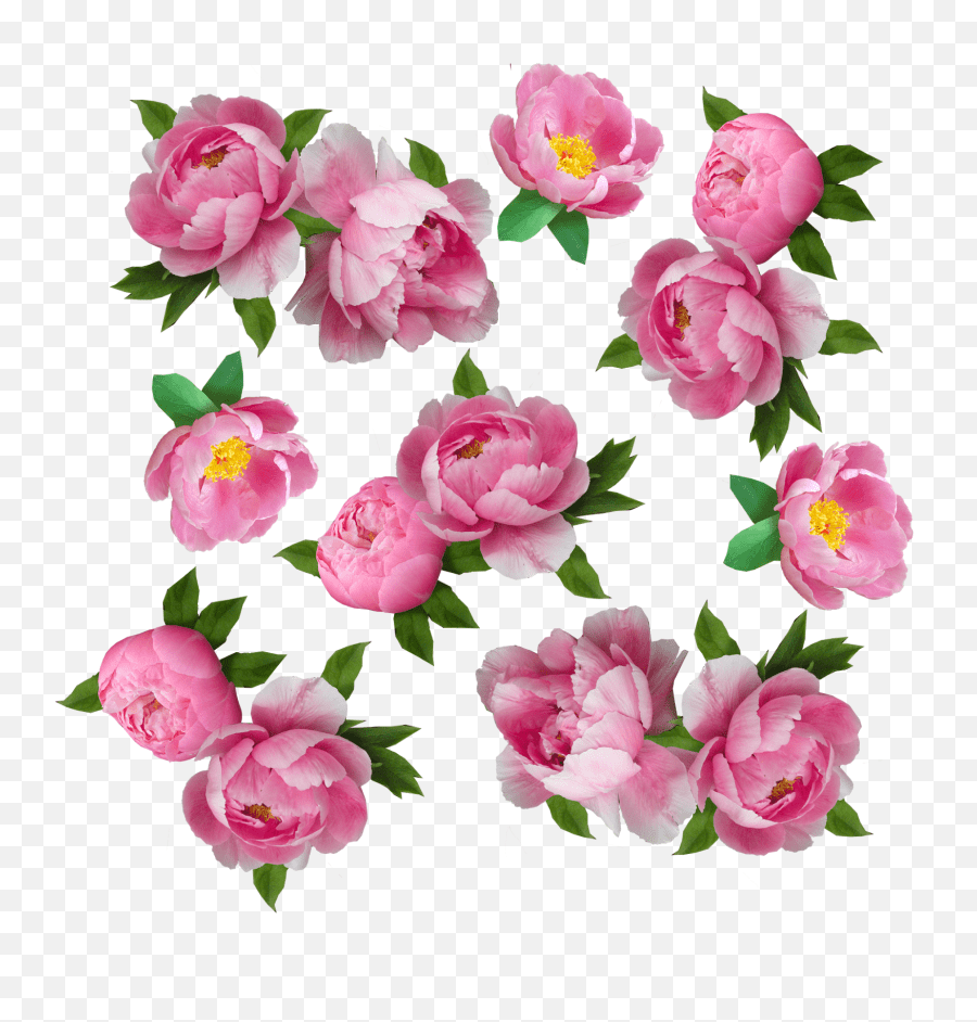 Like Floral Emoji,White Rose Emoji free transparent emoji