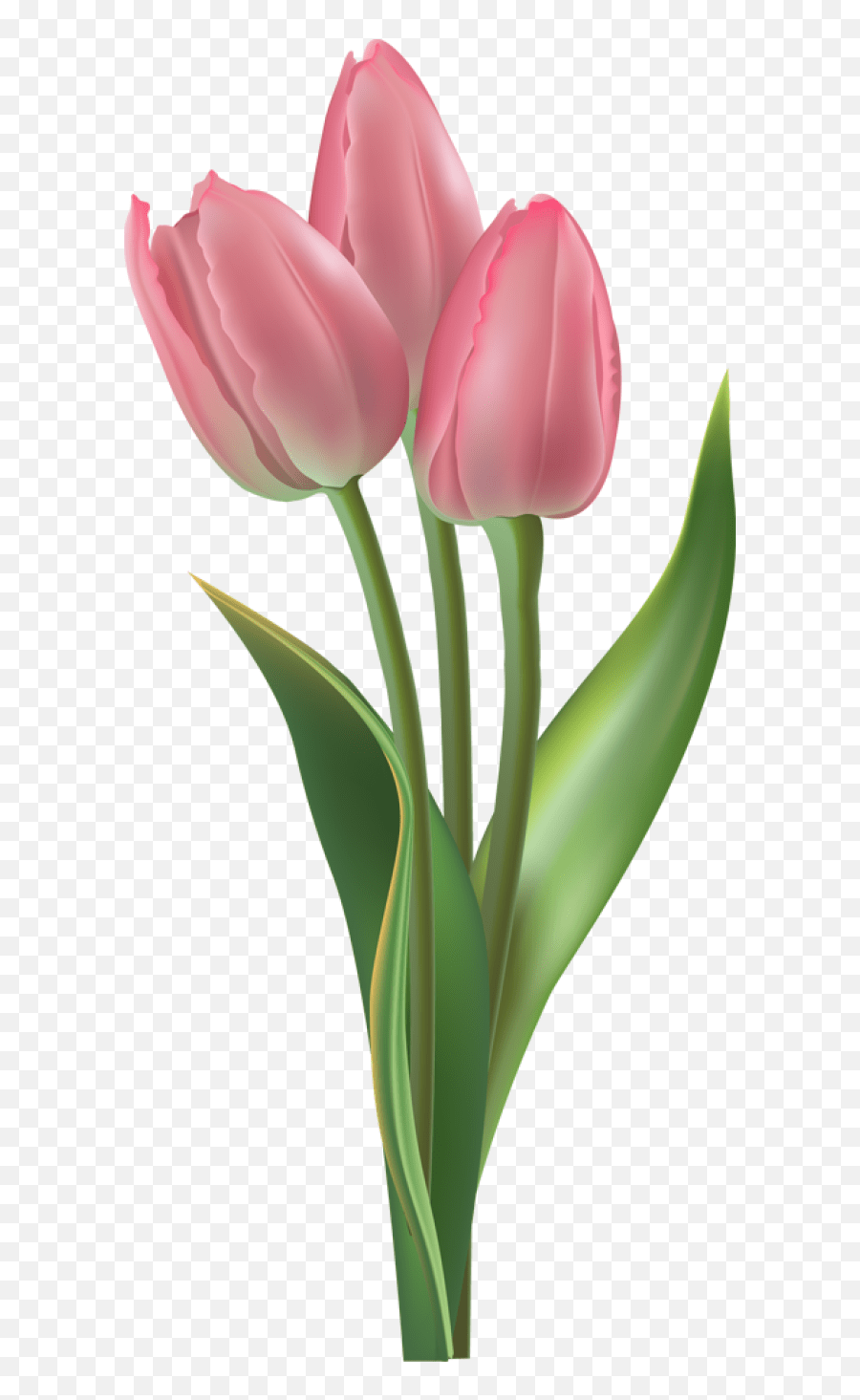 Clipart Easter Tulip Transparent Tulip Transparent Background Emoji,Tulips Emoji free