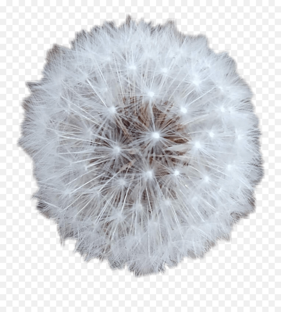 Flor Flower Dandelion Dientedeleon Deseos Dandelion Emoji,Dandelion