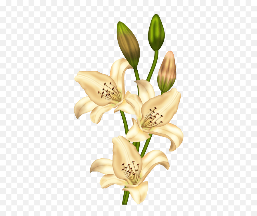 Cream Lilium Clipart Gallery Yopriceville Highquality Vintage Lily