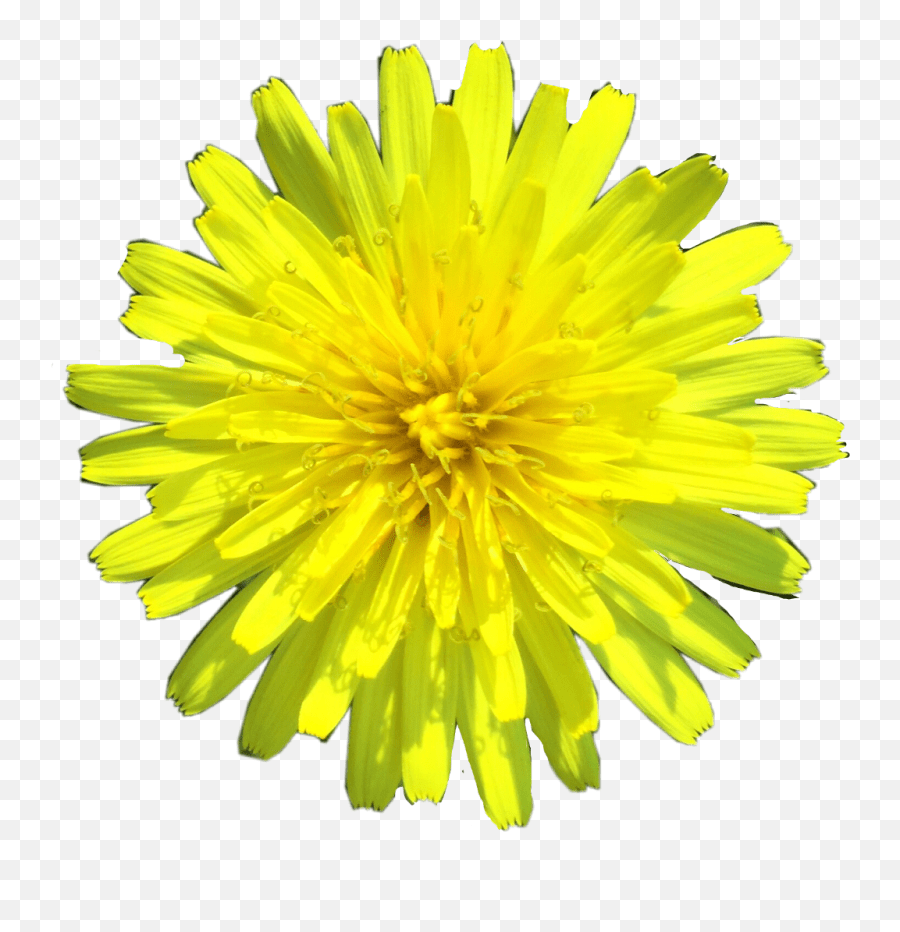 Sticker Flower Yellowflower Blossom Daffodil Freetoedit Dandelion