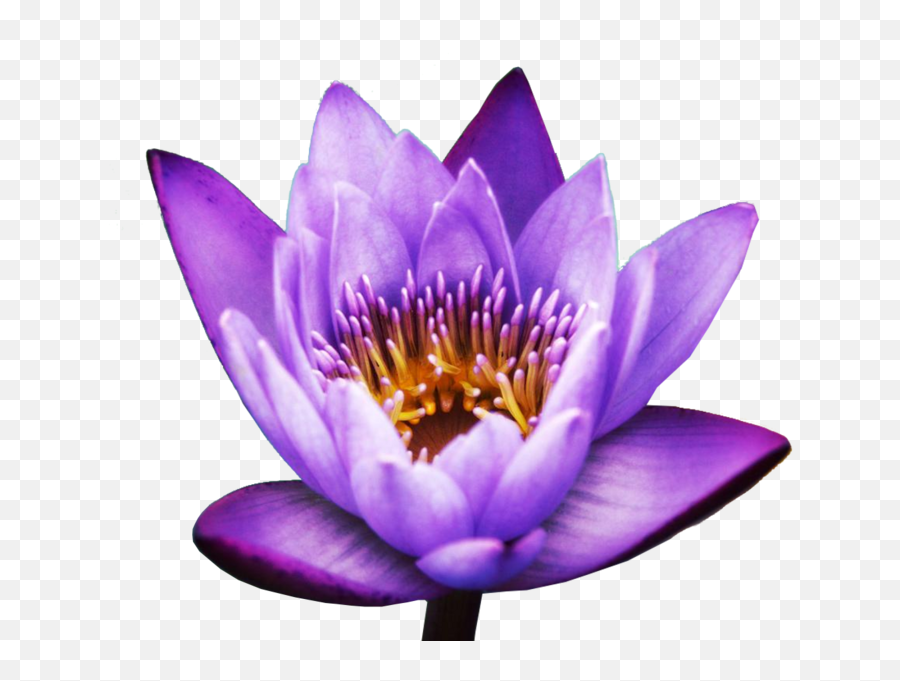 Lotus Flower Lotus Flower Psd Emoji,Lotus Flower Emoji free
