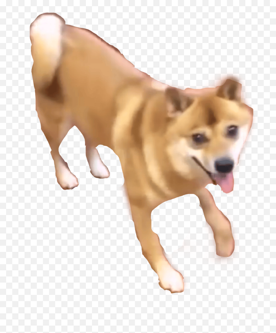 Dancing Doge Shibe Shibenation Meme Doge Dancingdoge Dancing Dog Meme