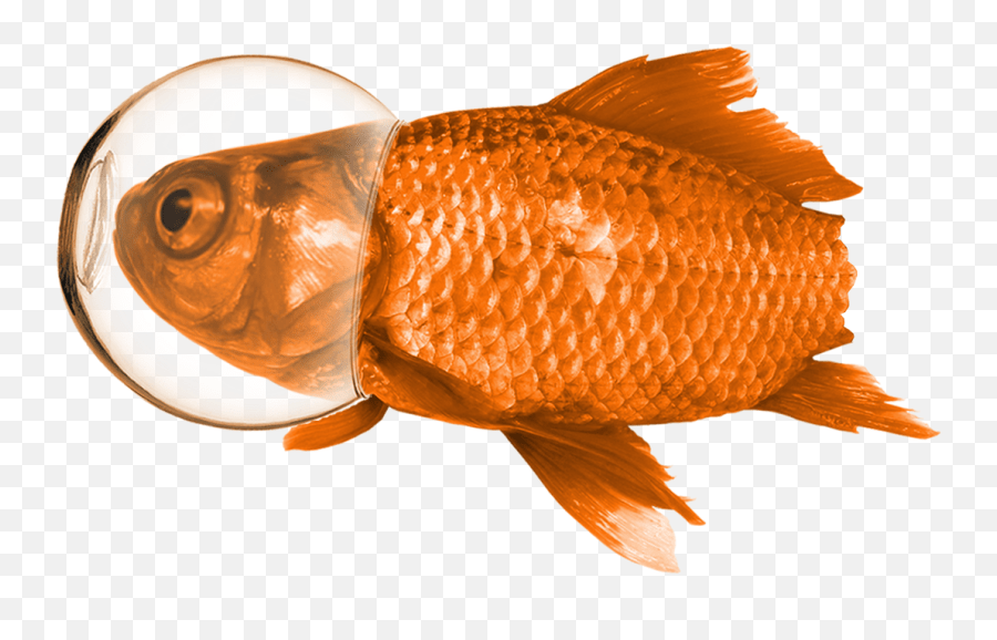 Station Wellness Goldfish Emoji,Goldfish Emoji free transparent