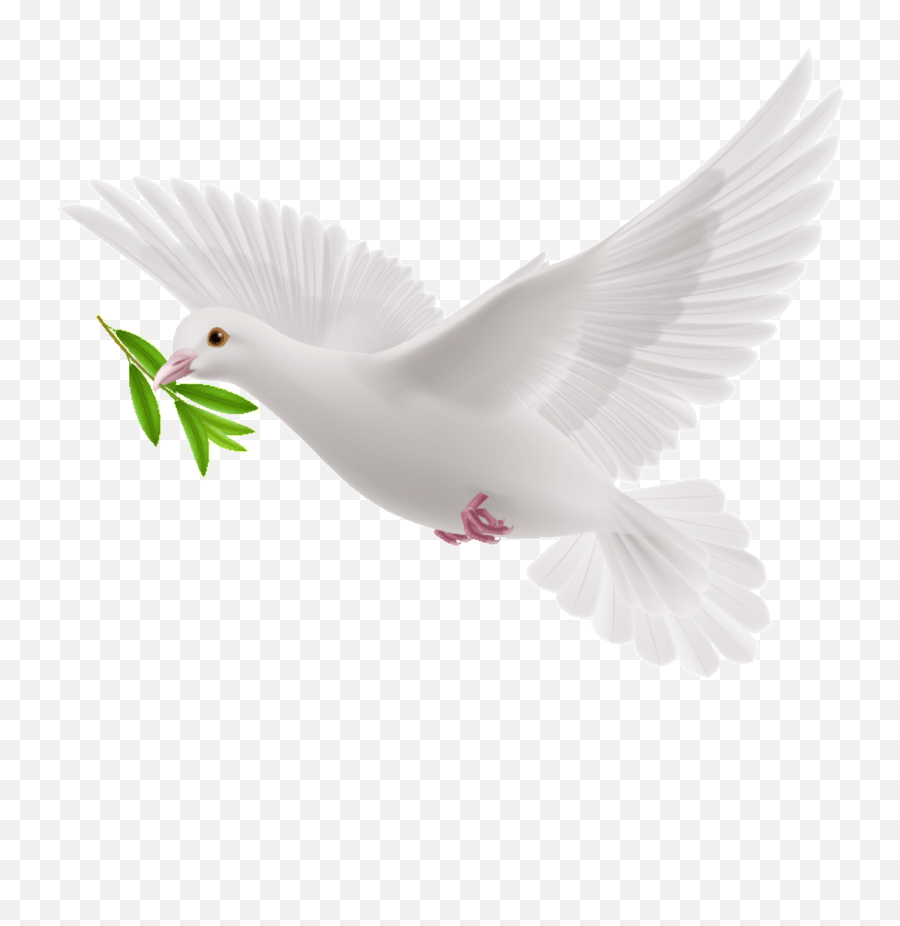 Peace Dove Cartoon Transparent Dove With Olive Branch Png Emoji,Olive
