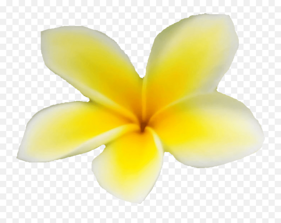 Hawaiian Plumeria Flower Photo Isolated Download Frangipani Emoji