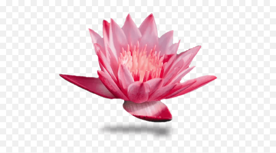 Contact Us Base Emergent Vegetation Emoji,Lily Flower Emoji free