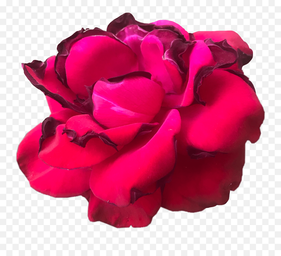 Rose Sticker Lovely Emoji,Wilted Rose Emoji free transparent emoji