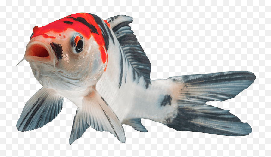 Koi Fish Koifish Sticker By Franzi Bird Emoji,Koi Emoji free