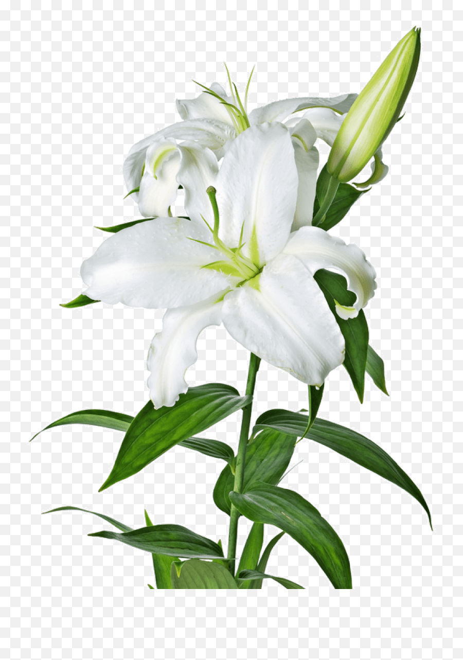 Lily Flower Transparent U0026 Free Lily Flower Transparentpng