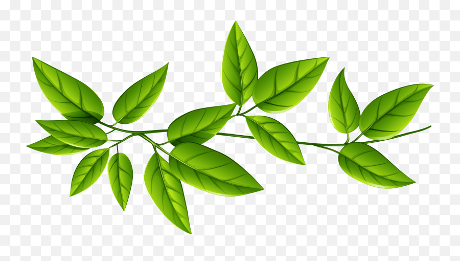 Levaes Transparent Background Green Leaves Transparent Background