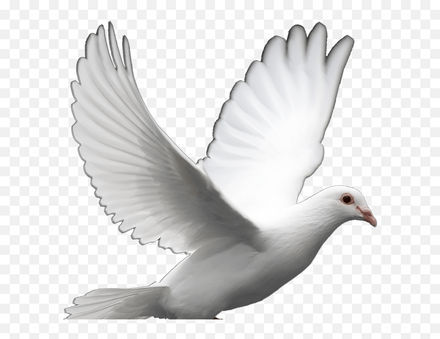 White Dove Peace Png Doves Clipart Emoji,Dove Emoji Png free transparent emoji
